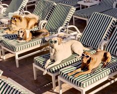 two dogs laying on lawn chairs with sunglasses on them's heads and one dog lying on the ground