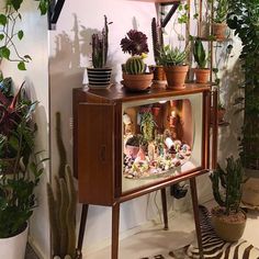 an old tv with plants on top of it in a room filled with potted plants