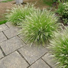 some very pretty green plants in the grass