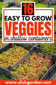 several trays full of vegetables with text overlay that reads 16 easy to grow veggies in shallow containers