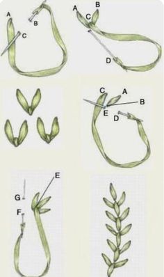 the stages of cutting leaves with scissors and needles to make them look like they are growing