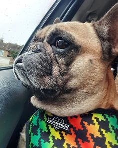 Image of @missboubaroberts, a French Bulldog, wearing a Ruffhaus NYC Bless Up Reversible Dog Harness, looking out the window. Yoga Leggings, Pet Owners, Dog Clothes