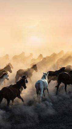 a herd of horses running across a dirt field in the sundown with dust coming from their backs