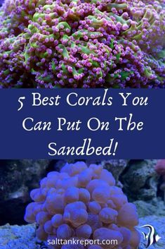 corals with the words 5 best corals you can put on the sandbed