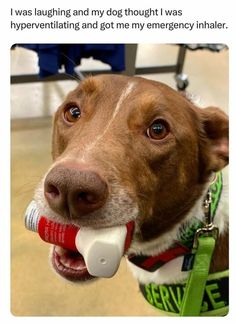 a brown and white dog with its mouth open holding a toothbrush in it's mouth