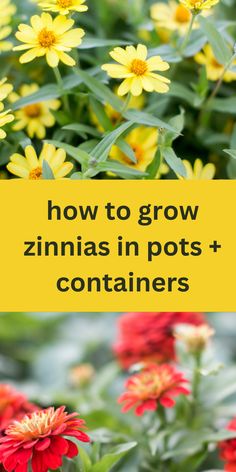 zinnias growing in pots Zinnia Flowers Garden, Zinnias Garden Ideas, Zinnias In Pots, Grow Zinnias From Seed, Flower Garden Tips, When To Plant Zinnia Seeds, Save Zinnia Seeds, Zinderella Zinnia