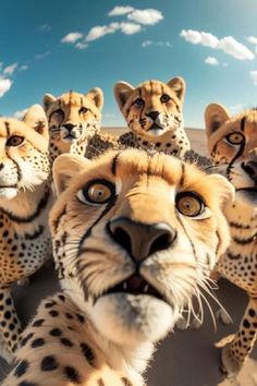 a group of cheetah standing next to each other