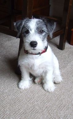 a small white and gray dog sitting under a table