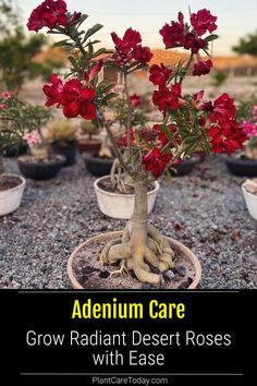 red flowers are growing in small pots with the words, adelinum care grow radant desert roses with ease