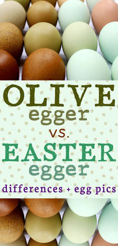 four rows of dark speckled olive eggs next to pastel blue, green, peach and pink Easter egger eggs on a white background with text that reads olive egger vs easter egger chicken hens differences + egg pics Chickens Egg Color, Easter Egger Chicken Eggs, Easter Egger Chicken