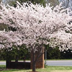 a tree with white flowers in front of a brick building