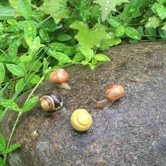 three snails crawling on top of a rock in front of some plants and leaves,