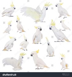 white cockatoo birds with yellow feathers on their heads and wings, all facing different directions