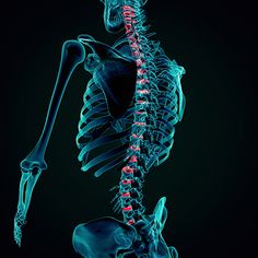 Une colonne vertébrale. Trois régions. Connaissez-vous les différences en ce qui concerne les lésions médullaires ? Axial Spondyloarthritis, Gut Inflammation, Body Tissues, Bone Marrow, Autoimmune Disorder, Spinal Cord, Autoimmune Disease, Educational Materials, Disease