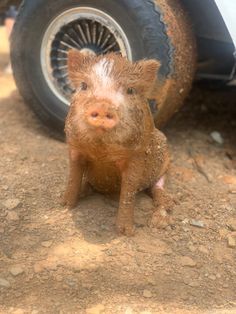 a small brown pig sitting in the dirt next to a car tire and mud puddles on it's face