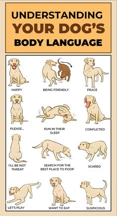 an illustrated guide to understand your dog's body language