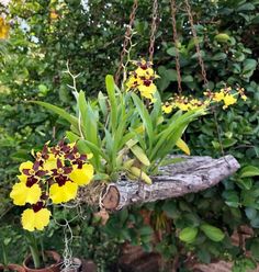 some yellow and red flowers hanging from a tree branch in a garden with greenery