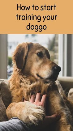 a dog sitting on top of a couch with the title 6 basic dog training obedience commands