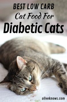 Kittens Care, Diy Cat Food, Senior Cat Food, Getting A Cat, Cat Vitamins, Cat Food Recipes, Healthy Cat Food, Homemade Cat Food, Best Cat Food