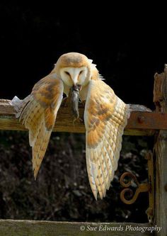 an owl is sitting on a wooden post with its mouth open and it's wings spread out