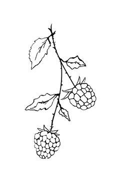 a black and white drawing of a branch with berries on it, against a white background