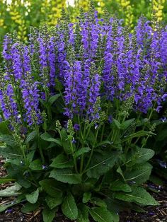 purple flowers are blooming in the garden