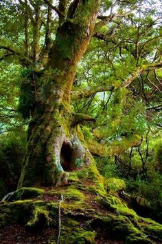 an old tree with moss growing on it's trunk in the middle of a forest