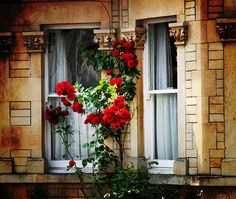 red roses growing out of the window sill in front of an old brick building