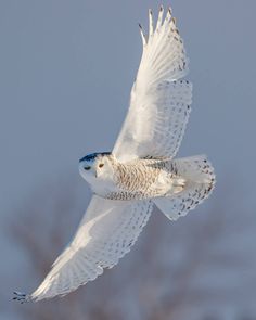 a white owl flying through the air with its wings spread out and it's eyes open