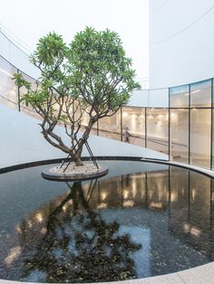 a bonsai tree in the middle of a circular pool