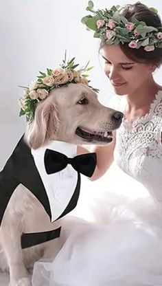 a dog wearing a tuxedo is sitting next to a woman in a wedding dress