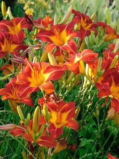 What to Plant Under Pine Trees: Stunning Daylilies in Evening Light Evening Light, Daylilies, Pine Trees, Pine Tree, Landscaping Ideas, Natural World, In Summer, Nature Lover, Planting