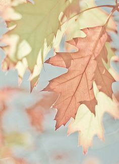 an orange and green leaf with the words loraas in it's center