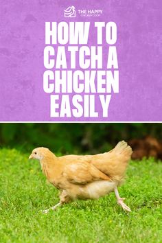 The Easiest Way to Catch a Chicken | The Happy Chicken Coop Animal Tips, Bird Trap, Diy Survival, Raising Farm Animals, Mother Hen