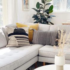 a living room filled with furniture and a large potted plant on the side of the couch