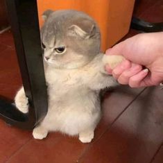 a small kitten is playing with someone's hand and scratching it on the floor