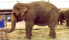 an elephant standing next to a woman in a blue shirt and some hay on it's back