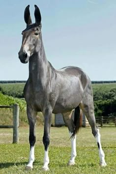 a gray horse standing on top of a lush green field