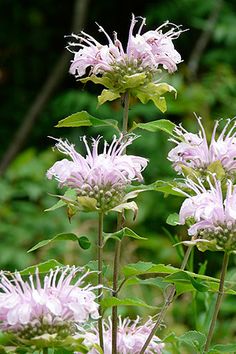 some very pretty pink flowers with green leaves in the foreground and trees in the background