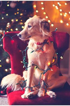 a dog sitting on a red chair with christmas lights around it