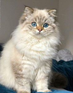 a fluffy white cat with blue eyes sitting on a bed