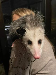 a possum is sitting on someone's lap