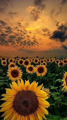 the sunflowers are blooming in the field at sunset