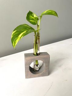 a green plant in a square shaped vase