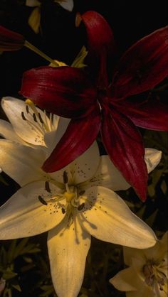 two white and red flowers with dark background