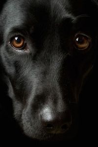 a black dog with the words be the kind of person your dog thinks you are