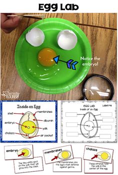 an egg laid out on a green plate with instructions to make it look like an egg