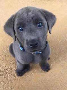 a black puppy with blue eyes sitting on the floor