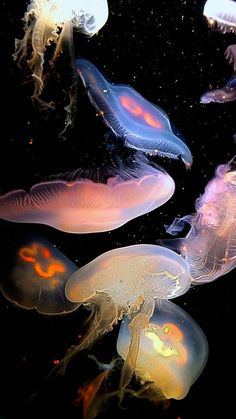 several jellyfish swimming in the water together