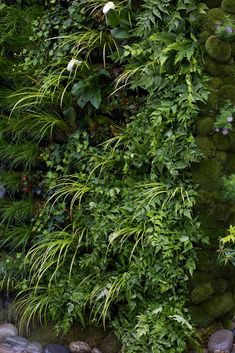 a wall covered in lots of green plants and rocks